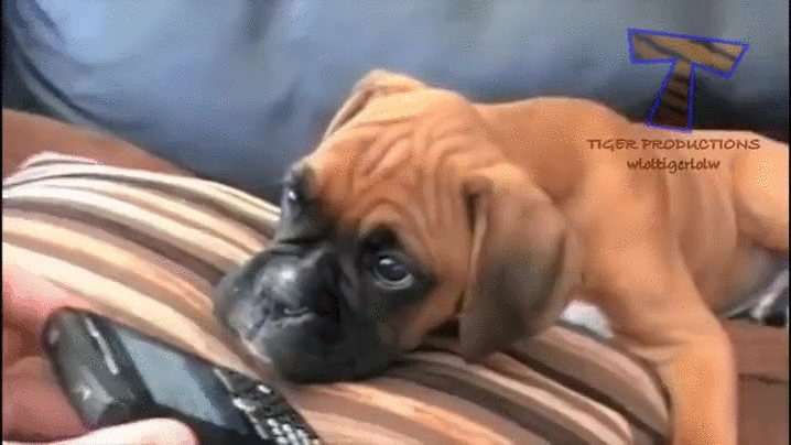 Puppy confused by hearing owner's voice - Imgur