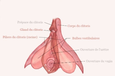clitoris1