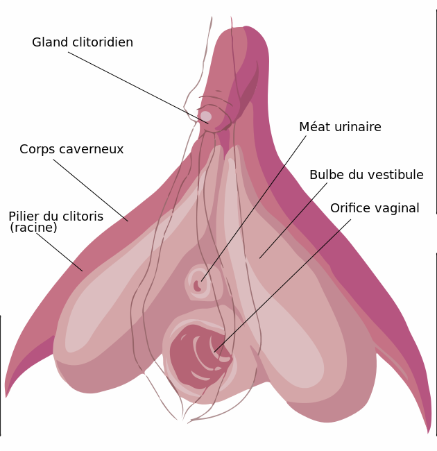 Schéma_strucurel_légendé_du_clitoris.svg