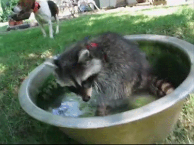 raccoon-bath-012gif